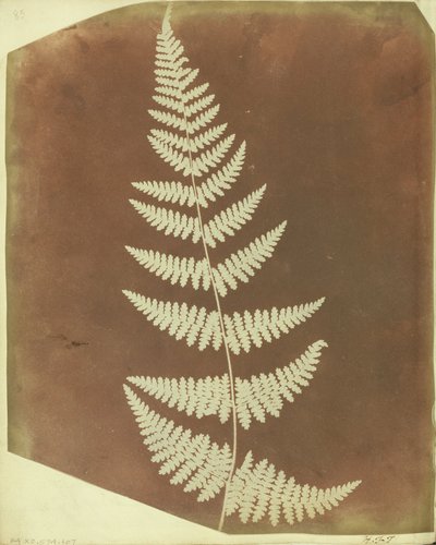 Buckler Fern by William Henry Fox Talbot
